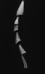 Columna vertebral