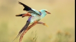 Coqueteo