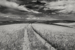 Camino hacia la desolación.