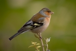Pinzón vulgar (Fringilla coelebs)