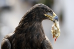 &quot;El aguila, como el destino, no se detiene ante la debilidad, solo ante la necesidad&quot;