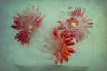 Atrapadas (Gerberas)