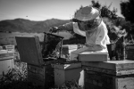 El apicultor V