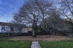 El árbol de la vida
