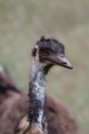 Emu