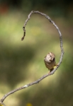 Espiral dorada