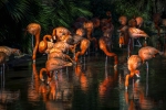 Flamencos
