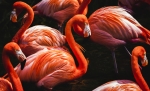 Flamingos