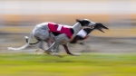 GALGOS