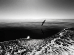 Gaviota