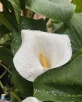 GOTAS