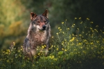 Hermano lobo