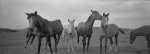Horses