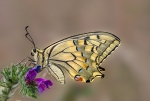 Papilio Machaon