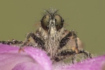 Mosca asesina