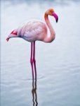 La vie en rose