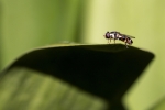 MOSCA
