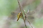 Libélula
