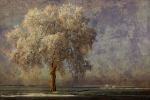 L Arbre l Hiver
