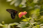 La mariposa