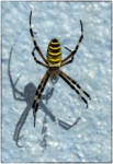 La Sombra de la araña