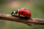 Ladybug