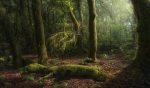 Bosque de Laurisilva