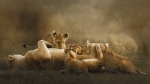 lazos