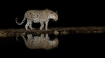 Leopardo llegando