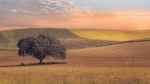 Campos de Andalucía