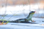 Little dragon