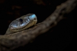 Mamba negra