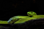 Mamba verde