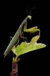 Mantis