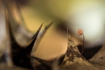 SETA MARASMIUS
