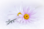 Marguerites