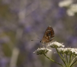 Mariposa