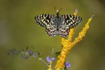 MARIPOSA ARLEQUIN