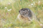 Marmota alpina