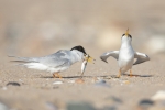 Mating ritual
