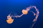 Meduses