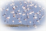 FLAMENCOS
