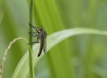 Mosca Salteadora