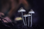 Mycena amicta