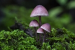 Mycena haematopus
