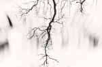 Neurona