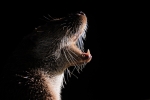 Nutria