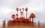 Oasis