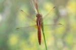 Odonata