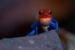 Oophaga pumilio